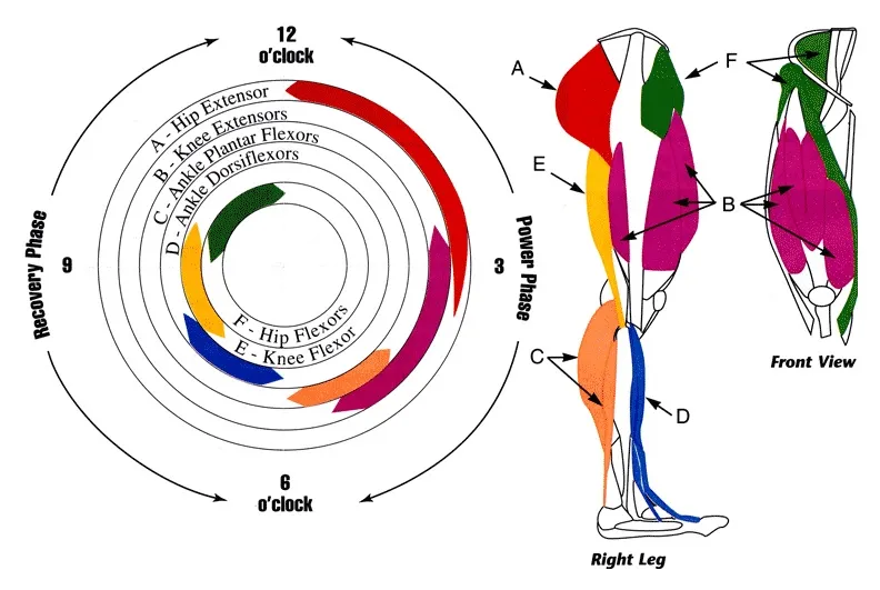 Illustration of muscles that are use in cycling.